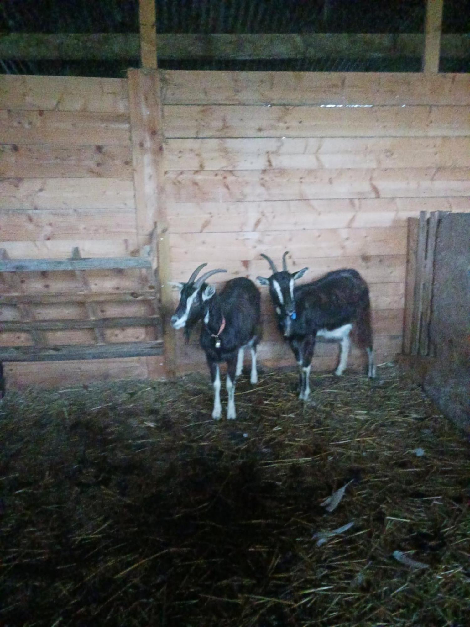 La Ferme Stanczak Lejlighed Tréguier Eksteriør billede