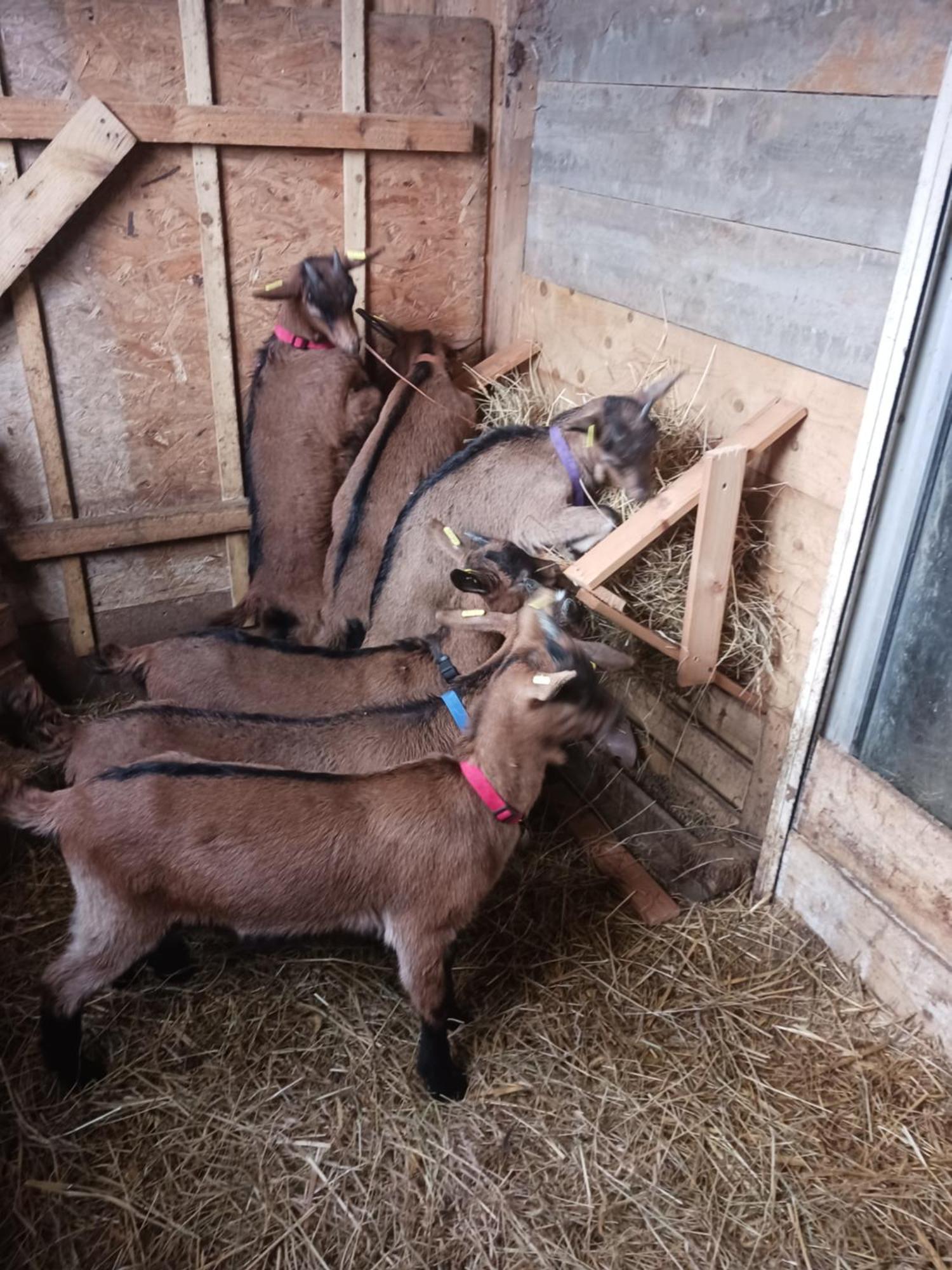 La Ferme Stanczak Lejlighed Tréguier Eksteriør billede